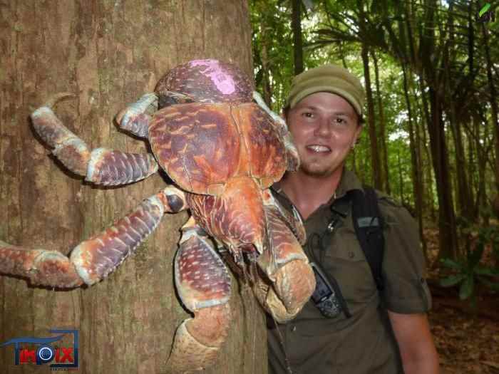 خرچنگ نارگیل خور - آکا