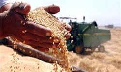 خبرگزاری فارس: قیمت تضمینی محصولات کشاورزی+جدول