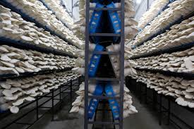 مقاله 2013: مطالعه ای بر روی تهویه و دمای سالن در فارم های تولید قارچ صدفی