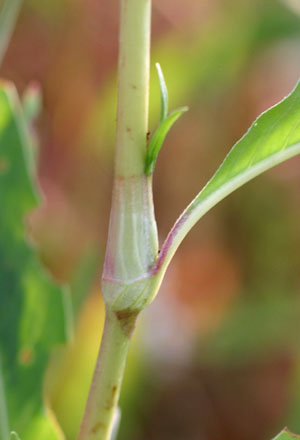 گیاهشناسی (مرفولوژی ساقه ریشه گل میوه برگ) -قسمت دوم