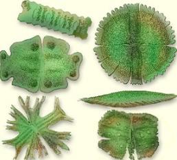 جلبک ها و نقش انها در زندگی انسان و محیط زیست