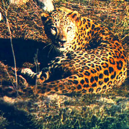 Persian Leopard Saxicolor