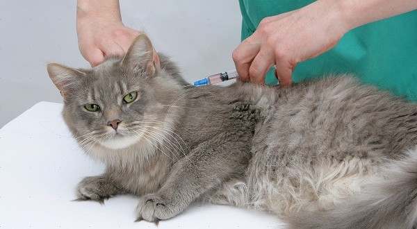 درمان اسهال گربه , اسهال گربه , درمان اسهال در گربه 