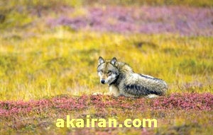 اطلاعات درباره گرگ , آیا گرگ ها همدیگر را میخورند , چه جانوری روباه را میخورد 
