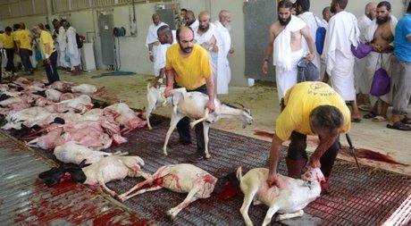  عاقبت گوسفندهای قربانی در حج+تصاویر 