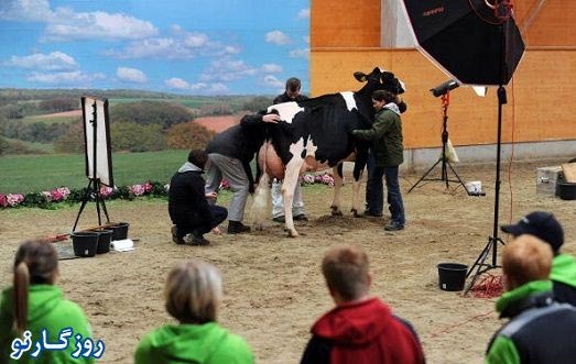 تصاویر بزرگ ترین گاو های شیر ده جهان , عکس گاو خیلی بزرگ , تصاویر گاو 