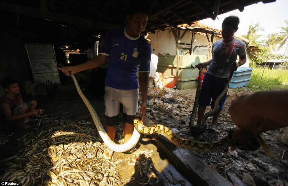 Workers hold a snake before killing it at a snake slaughterhouse