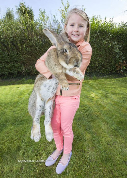 ,غول پیکر ترین خرگوش دنیا +عکس بزرگترین,خرگوش,غول پیکر,دیدنی های امروز دیدنی های روزانه