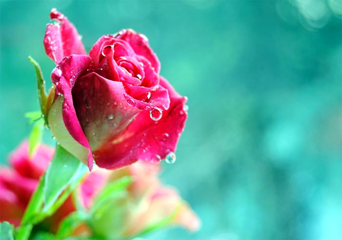 عکس گل های عاشقانه , تصاویر زیبا از طبیعت و گلها 
