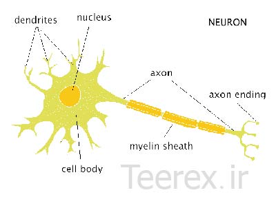 neuron 01 تحقیق کامل در مورد نورون / Neuron