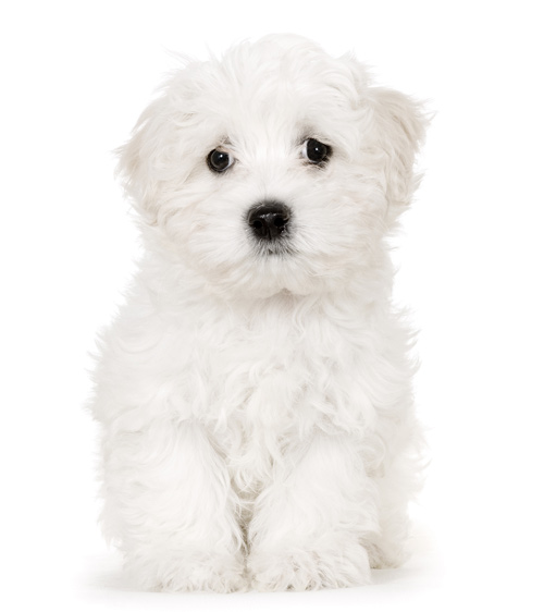 maltese-puppy.jpg