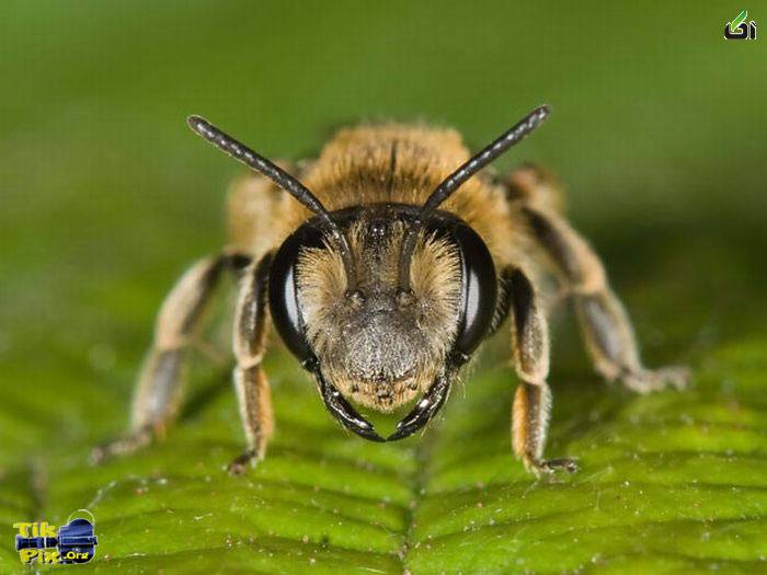 عکسهای شگفت انگیز و زیبا از دنیای حشرات - آکا