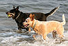 Australian Cattle Dogs red and blue.jpg