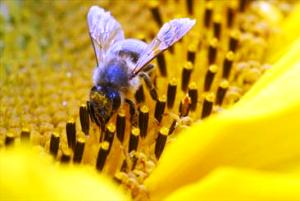 زنبورهای متحرک 