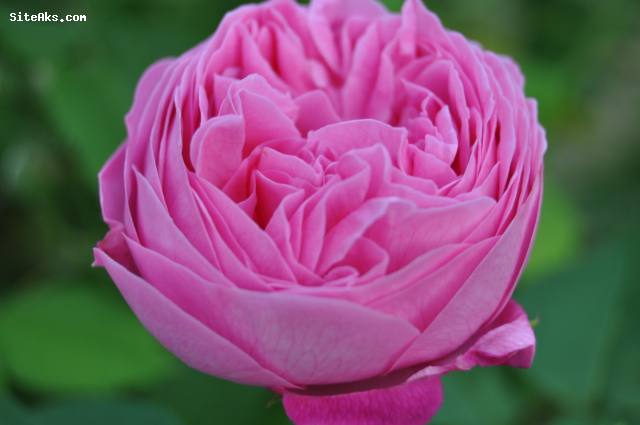 عکس هایی زیبا از گل رز