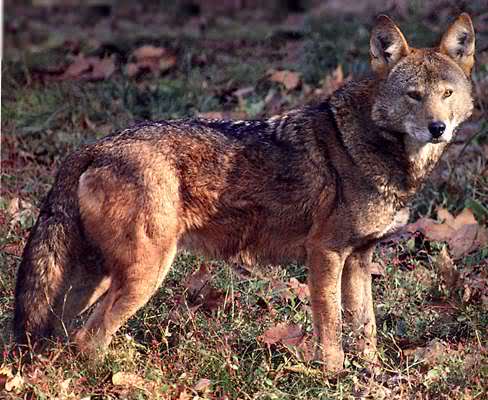 حمله گرگهای وحشی به مناطق سردسیر دشمن زیاری