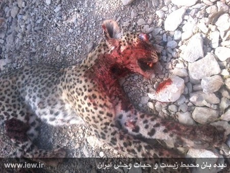 کشتار پلنگ در پشتکوه فارس