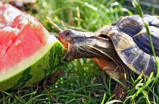 Animals Who Love Eating Watermelon
