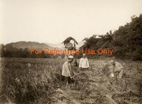 Workers harvesting rice, [1870s - 1928].jpg