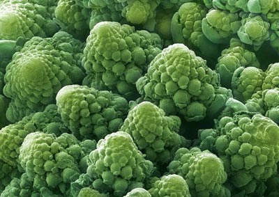 ,تصاویر میکروسکوپی از میوه ها, تصاویر میکروسکوپی از مواد غذایی, عکس دانه‌های قهوه زیر میکروسکوپ,اخبار علمی تازه های فناوری اخبار آموزشی