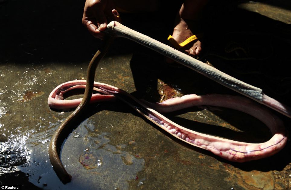 Stripping: A worker skins a snake at the slaughterhouse