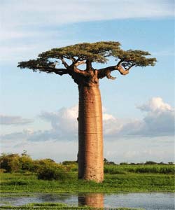 ,عجیب ترین درخت های دنیا وارونه اند + عکس عجایب,درخت,بزرگترین درختان,جالب انگیز