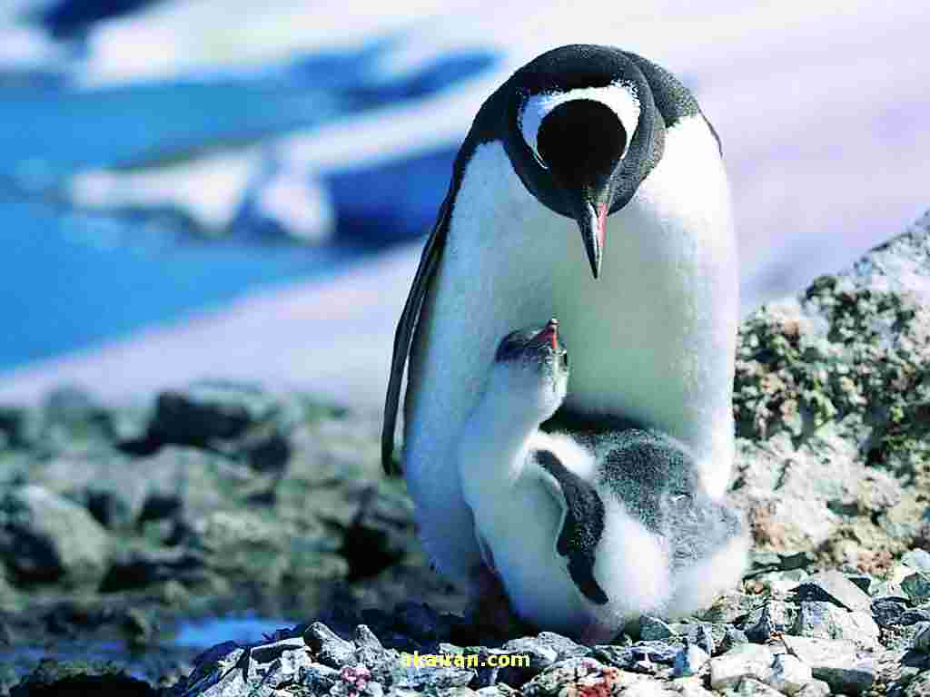 عکس پنگوئن,عکس پنگوئن کارتونی,عکس پنگوئن ها,[categoriy]