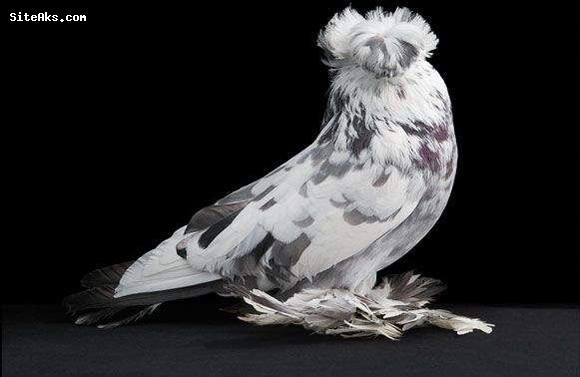 عکس کبوترهای گرانقیمت