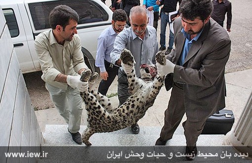 به فریاد پلنگ ایرانی برسید!!!!! + تصاویر نگران کننده