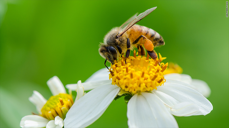 اخبارعلمی,خبرهای   علمی,  زنبورهای رباتیک