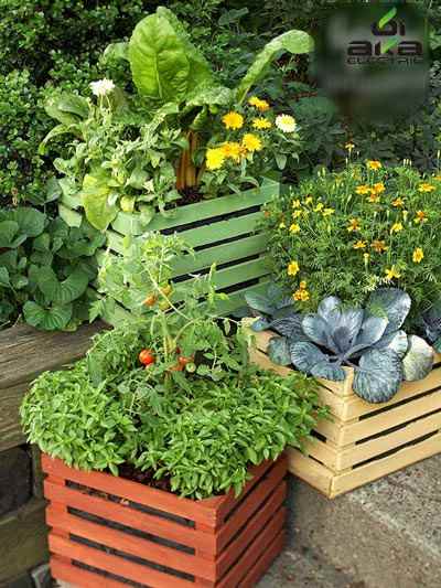 پرورش سبزیجات در آ پارتمان , کاشتن سبزی در اپارتمان 