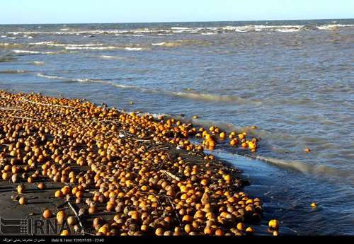 دریای خزر زباله دان میوه های سرمازده