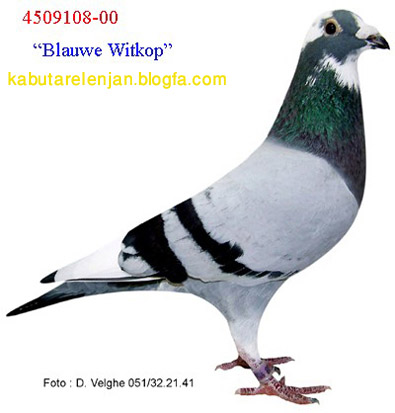 pigeons%20736%20%2811%29.jpg