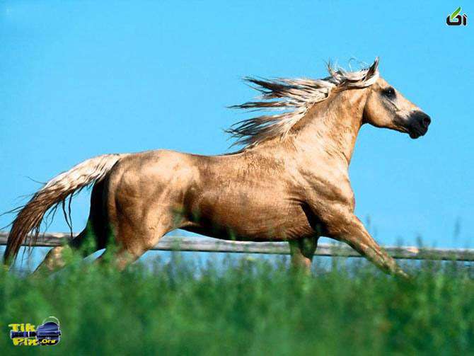 زیبا ترین اسب ها 