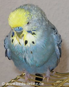 Budgie after vomiting