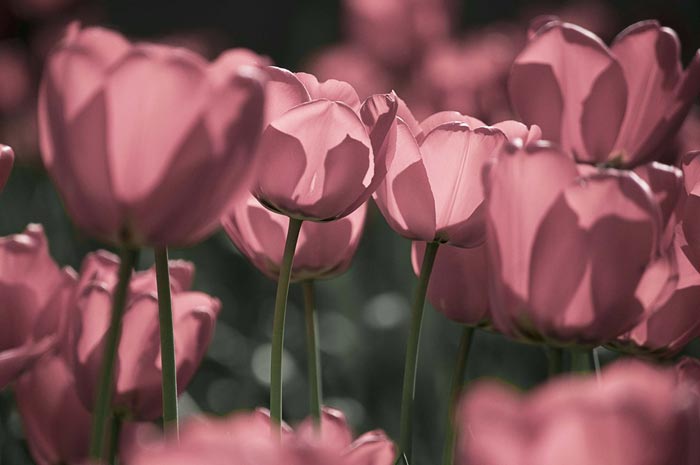 تصویر گلهای نقرهای زیبا , تصاویری از گلهای زیبا 