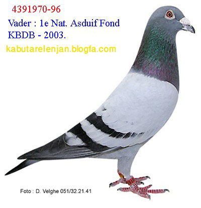 pigeons%20736%20%287%29.jpg