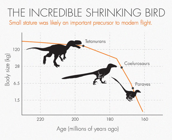 ,دایناسورها چگونه به پرندگان امروزی تبدیل شدند؟ پرنده,تکامل,دایناسور,اخبار علمی تازه های فناوری اخبار آموزشی