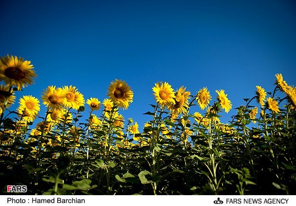 تصاوير /مزرعه آفتابگردان در استان گلستان 