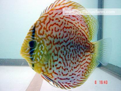 Red_Eagle_Discus_fish.jpg