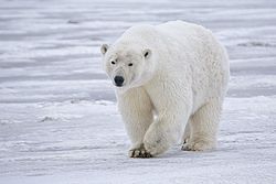 250px-Polar_Bear_-_Alaska.jpg
