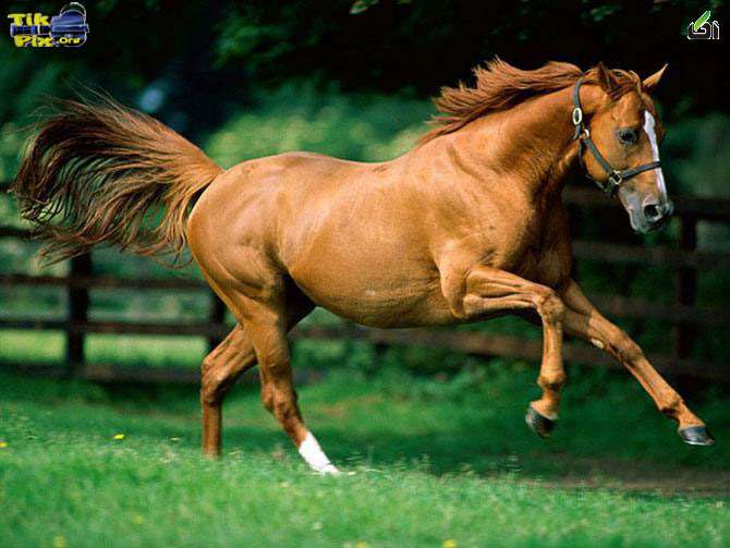 عکس زیبا از اسب 