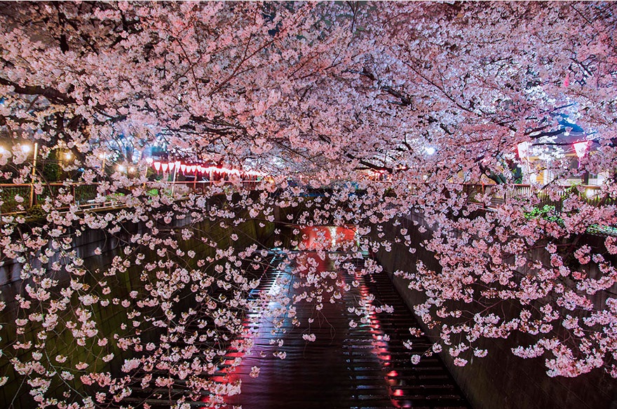 ,ساکورا,2014,شکوفه های گیلاس,[categoriy]
