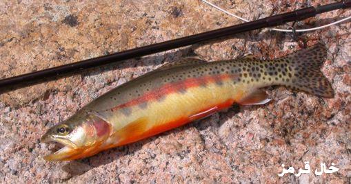 Golden.trout.low%5B1%5D.jpg