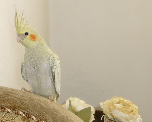 نگهداری و تکثیر پرنده ای زیبا به نام "عروس هلندی"