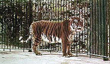 220px-Caspian_tiger.JPG