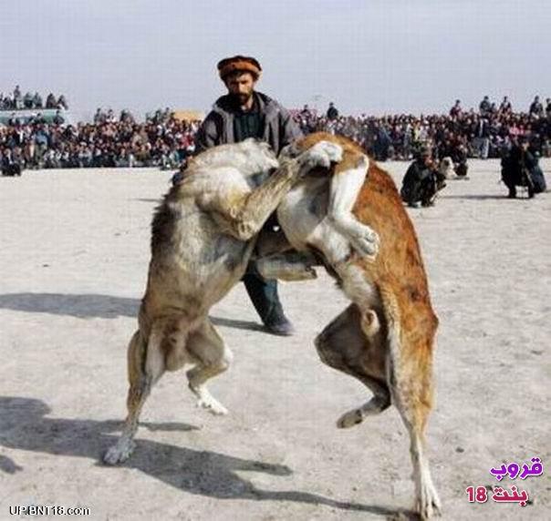 جنگ سگها در افغانستان