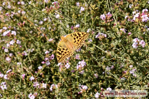 پروانه در جنگل گلستان - محمد گائینی