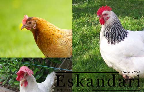 جوجه کشی مرغ - خصوصیات عمومی مرغ