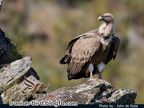 دال - Griffon Vulture